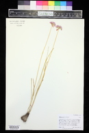 Allium geyeri image