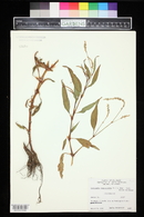 Persicaria lapathifolia image