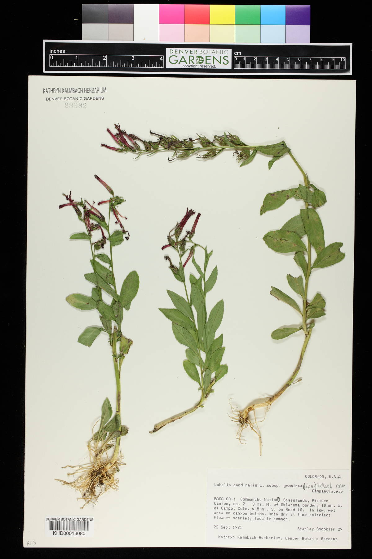 Lobelia cardinalis var. graminea image