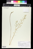 Camelina microcarpa image