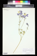 Aquilegia coerulea image