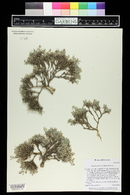 Physaria pulvinata image