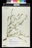 Astragalus gracilis image