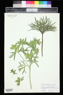 Helleborus multifidus image