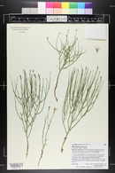 Lygodesmia juncea image