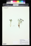 Polemonium elegans image