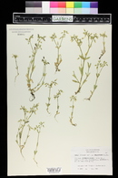 Cerastium nutans image