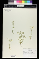 Cerastium nutans image