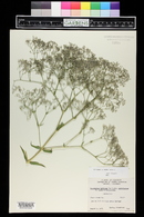 Gypsophila paniculata image