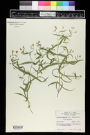 Pseudostellaria jamesiana image