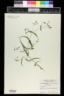 Pseudostellaria jamesiana image