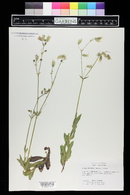 Silene vulgaris image