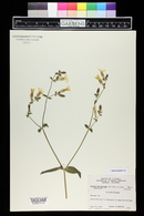 Silene latifolia image