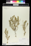 Atriplex confertifolia image