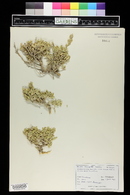 Atriplex corrugata image