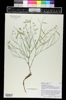 Astragalus convallarius image