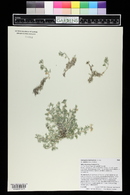 Astragalus kentrophyta var. jessiae image