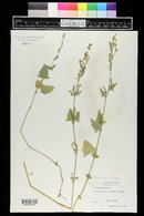 Atriplex heterosperma image