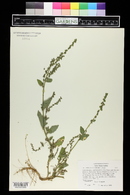 Atriplex heterosperma image