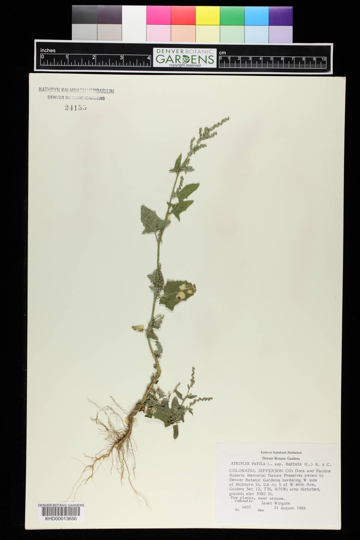 Atriplex subspicata image