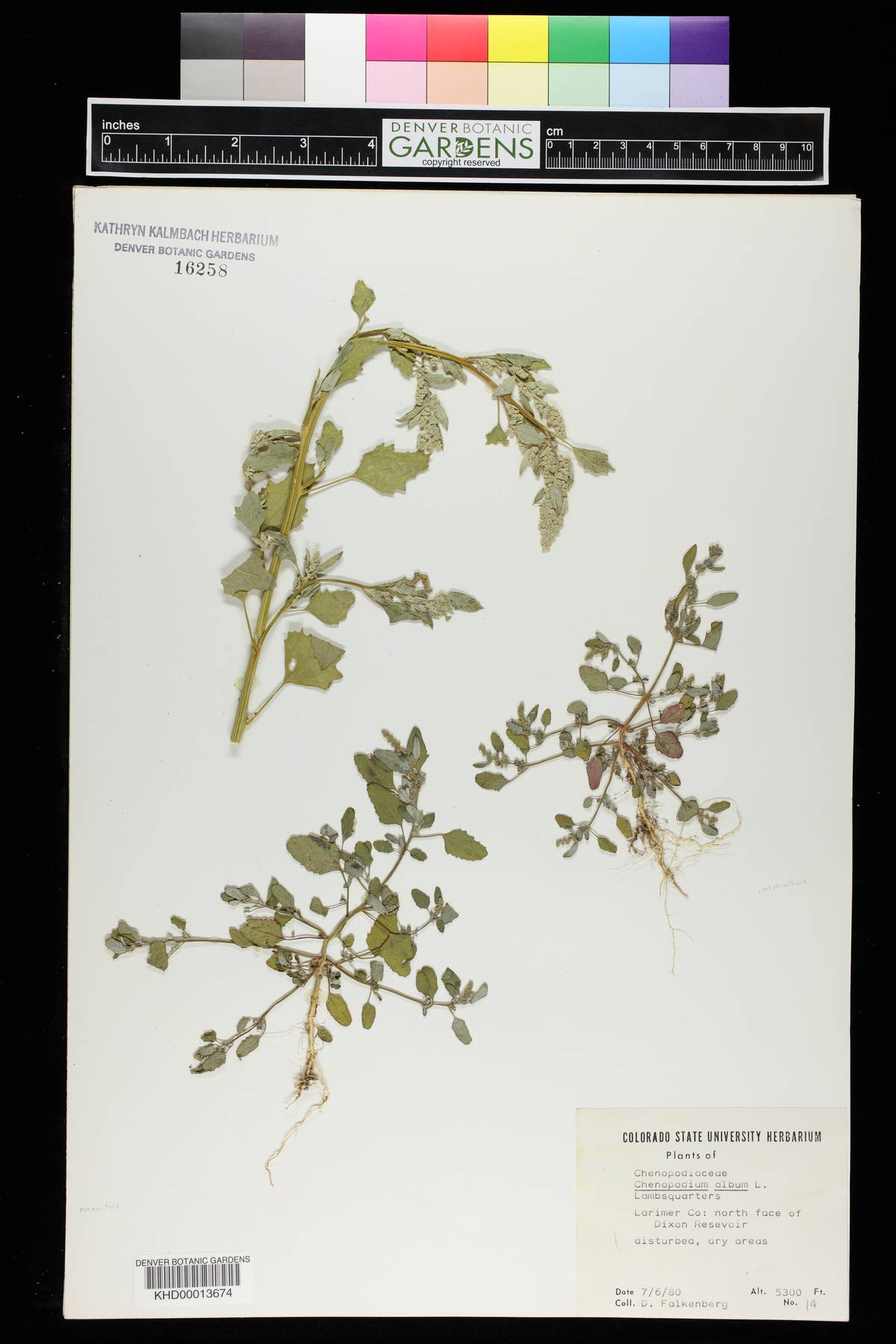 Chenopodium betaceum image