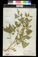 Blitum capitatum image