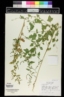 Chenopodium fremontii image