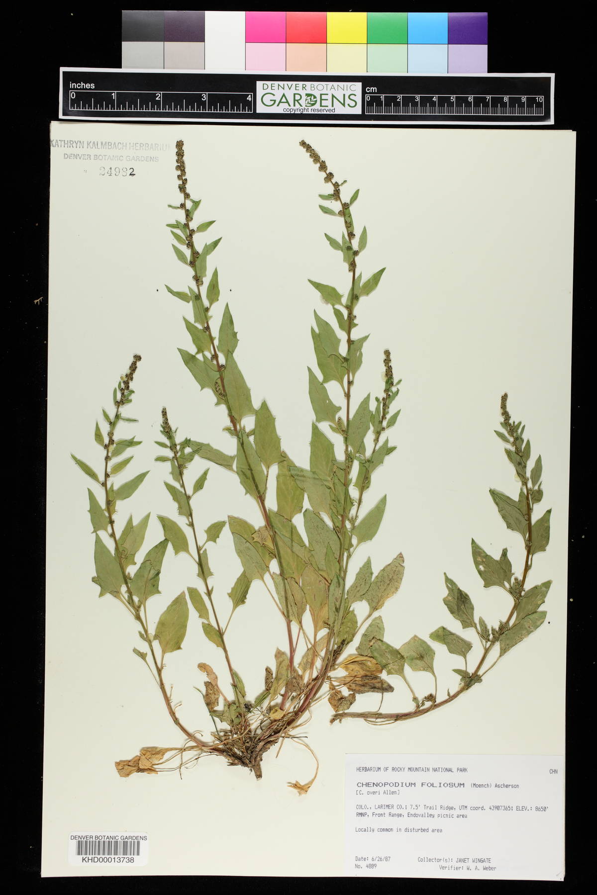 Chenopodium virgatum image