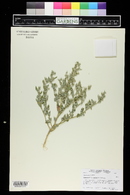 Chenopodium watsonii image