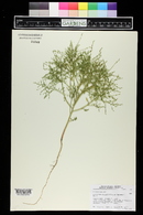 Cycloloma atriplicifolium image