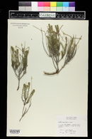 Kochia americana image