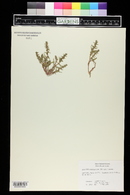 Blitum nuttallianum image