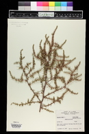 Salsola tragus image