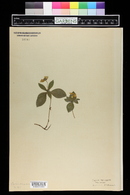 Cornus canadensis image