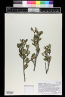 Shepherdia canadensis image