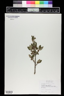 Shepherdia canadensis image