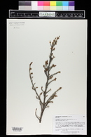 Shepherdia canadensis image