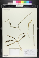 Chamaedorea glaucifolia image