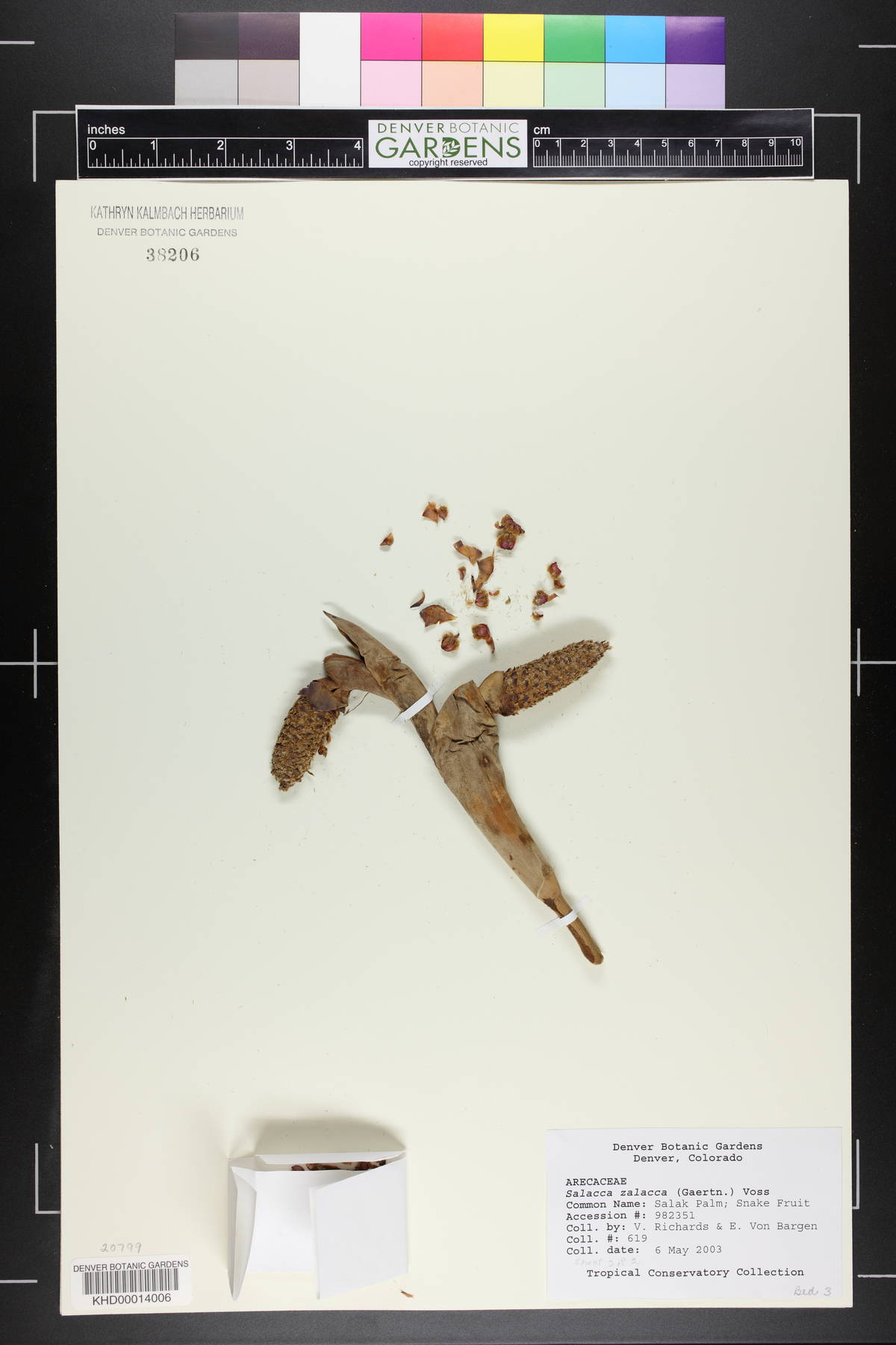 Salacca zalacca image