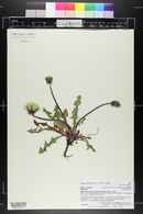 Taraxacum officinale image