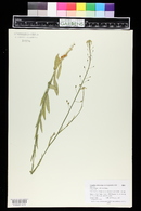 Camelina microcarpa image