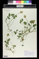 Trifolium repens image