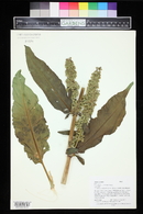 Rumex crispus image