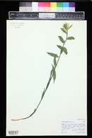 Castilleja septentrionalis image