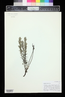 Castilleja lineata image