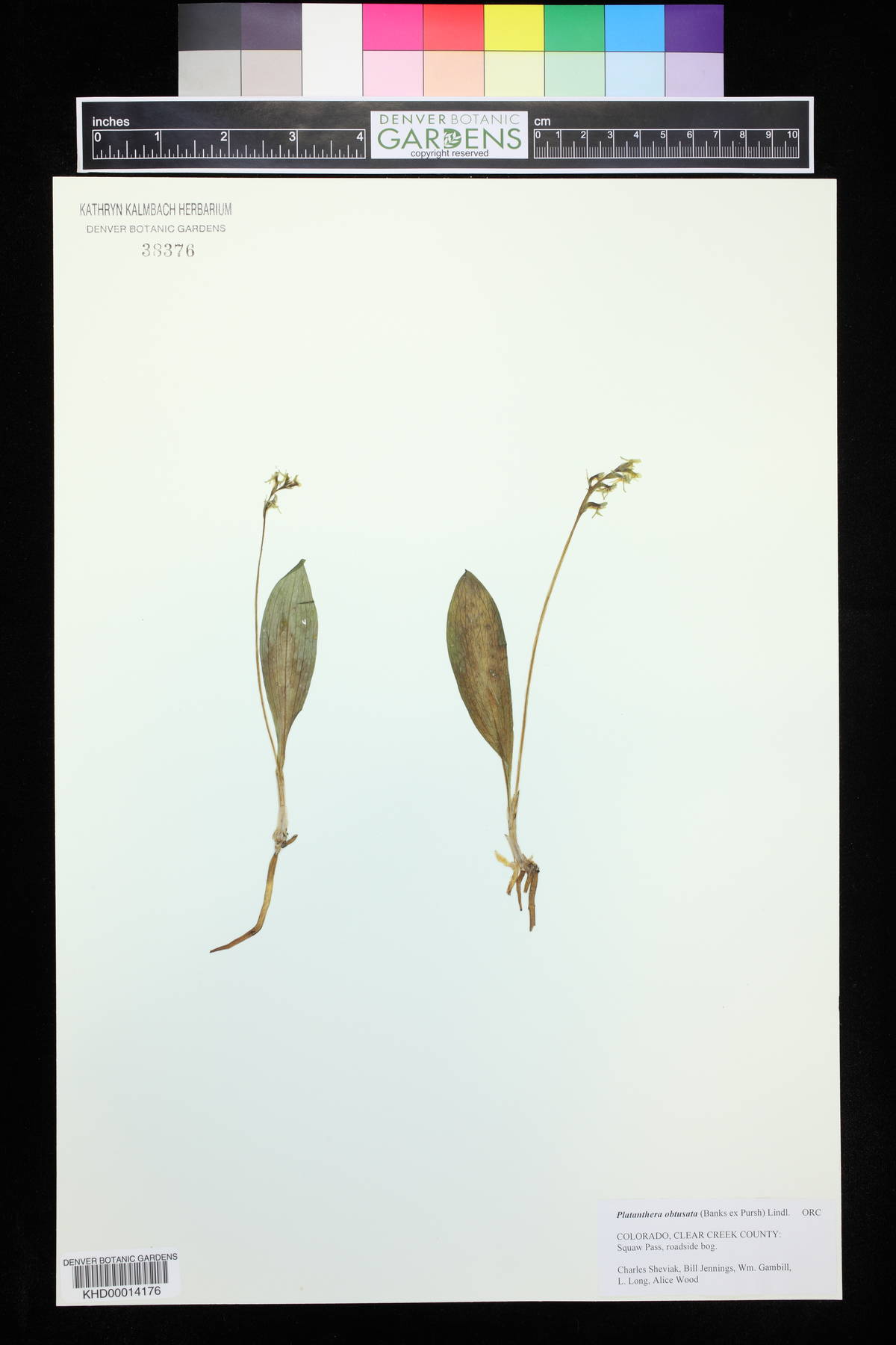 Platanthera obtusata image