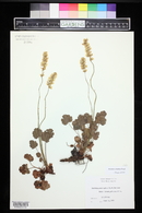 Heuchera cylindrica image