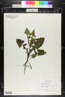 Sonchus asper image