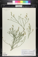 Stephanomeria pauciflora image