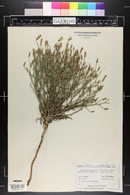 Stephanomeria pauciflora image